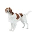 Irish Red and White Setter