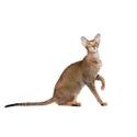 Oriental cat