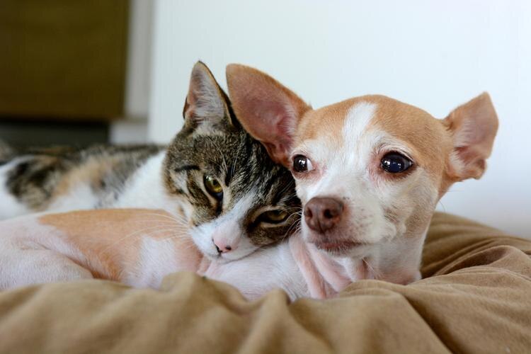 cat and dog lying on a couch