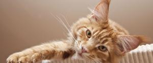 Un chat orange regardant la caméra