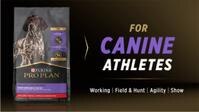 For canine athletes