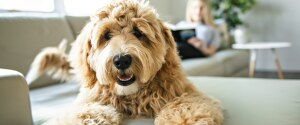 Woman with her Golden Labradoodle dog reading at home