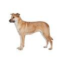 Chinook dog