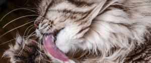 Un chat se baignant