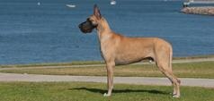 Great Dane standing 