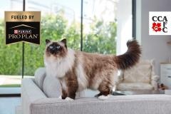 Canadian National Cat Winners 2025