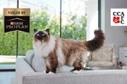 Canadian National Cat Winners 2025