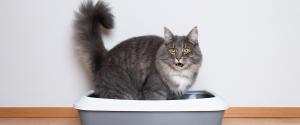 Cat scratches litter out of box online