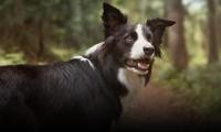 homepage main module dog
