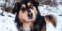 bear the dog