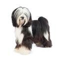 Tibetan Terrier dog
