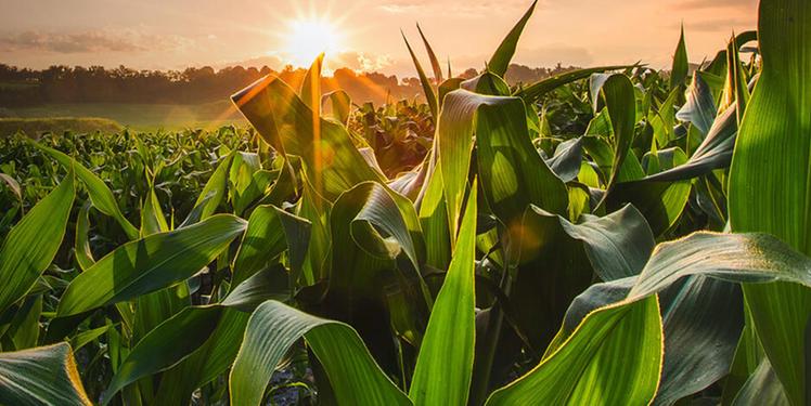 Corn field where Purina ingredients are sourced from.