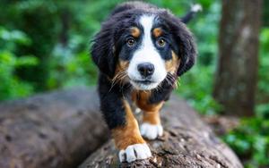 puppy standing on a tree bark