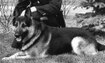 Tracker - 1992 Inductee