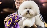 Dog Show 101