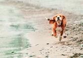 Beagle puppy running