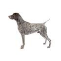 German Shorthaired Pointer dog