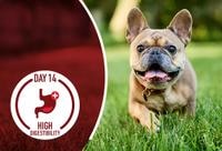 french bulldog on a park