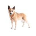 Australian Cattle dog