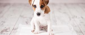 Un chiot assis sur un pad pipi