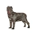 Neapolitan Mastiff dog