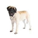 Mastiff dog