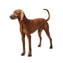 Redbone Coonhound dog