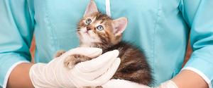 Un chaton détenu par un vétérinaire