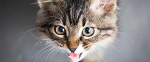 Tabby kitten meowing
