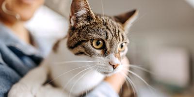 cat being held by owner