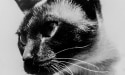 Jiggs - 1969 Inductee
