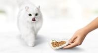 white cat