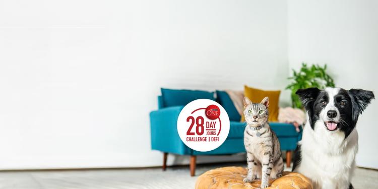 29 day challenge logo with a cat and dog on the right