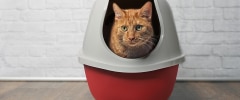 Un chat orange assis dans une litière