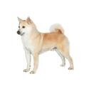 Norwegian Buhund dog