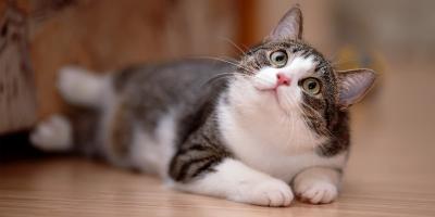 cat lying down looking upwards