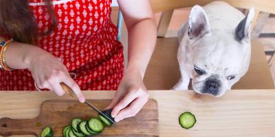french bulldog eating a cucumber slice off the table