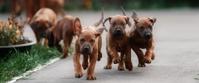 Puppies playing
