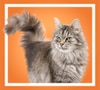 Fluffy cat standing like a diva over an orange background