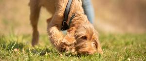A dog sniffing the grass