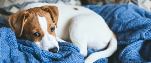 Chiot allongé sur une couverture