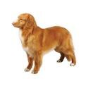 Nova Scotia Duck Tolling Retriever