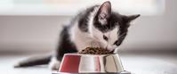 Un chaton noir et blanc mangeant des croquettes