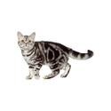 American Shorthair cat