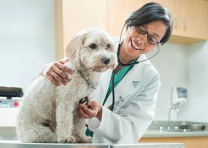 veterinarian checking a white dog