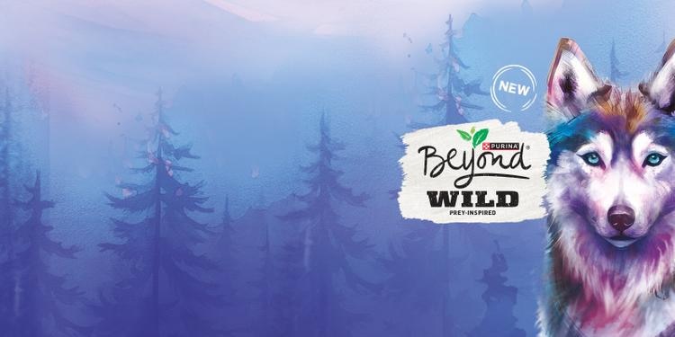 beyond wild logo with a wolf in a forest