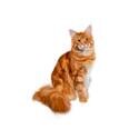 Maine Coon cat