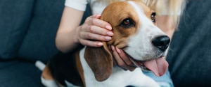 Un chien caressé