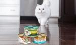 white cat walking towards fancy feast products