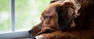 Un chien regarde par la fenêtre